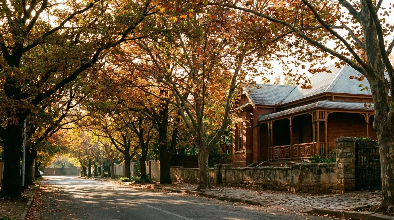 Looking up through overlapping oak and plane branches on a Parkview street, dappled gold late-afternoon light on the road and a verandaed house beyond